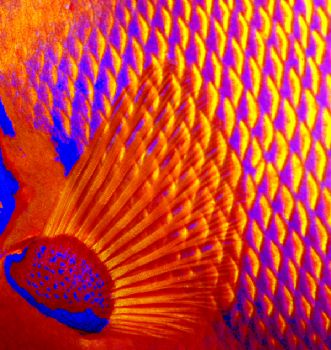 Fish of a different color by Beverly J. Speed 